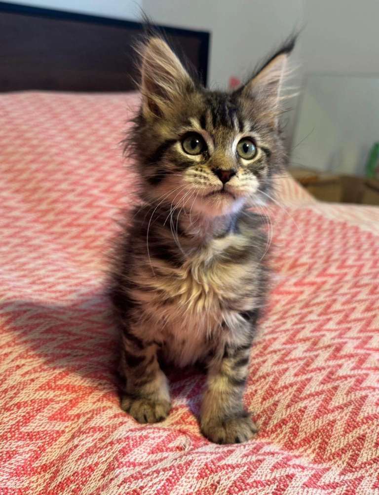 TICA Maine Coon kittens.  