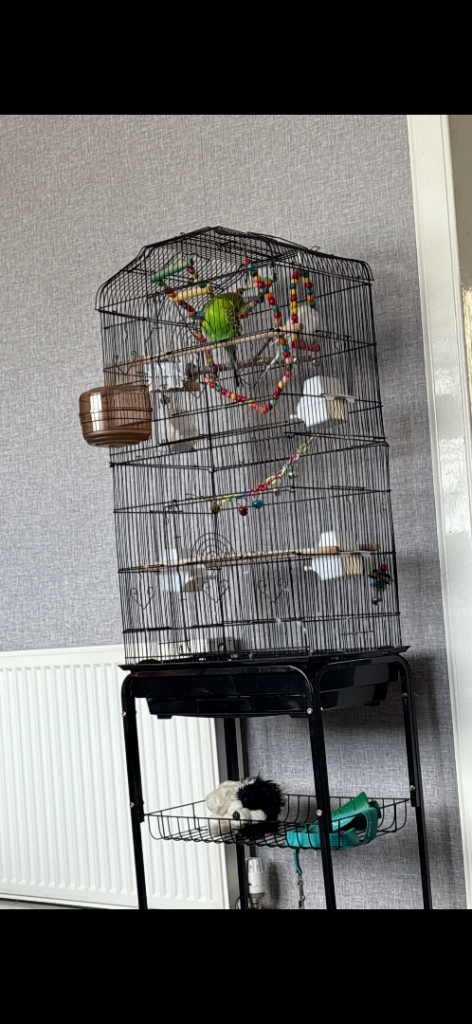 Bird cage free 