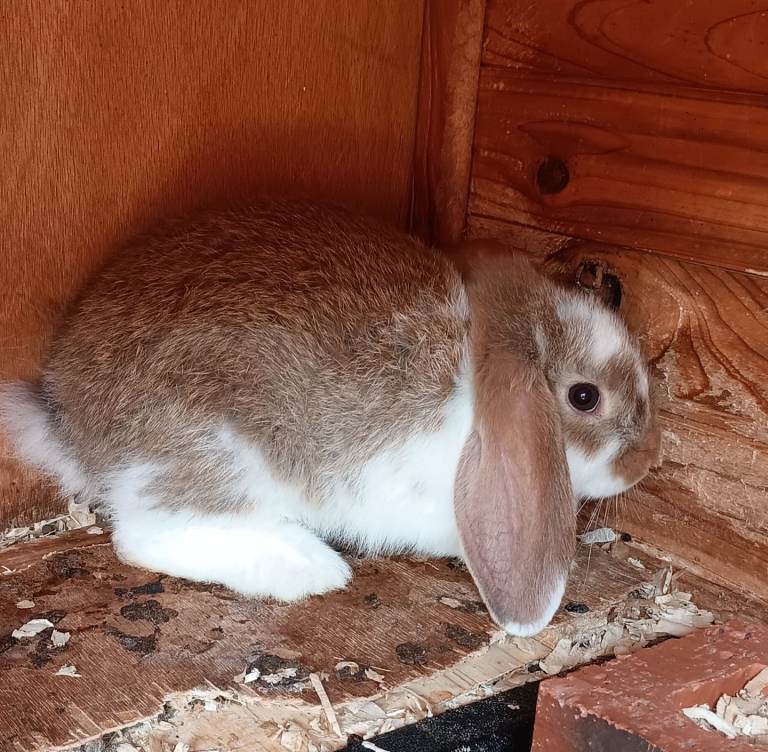 Dwarf lop baby rabbits 