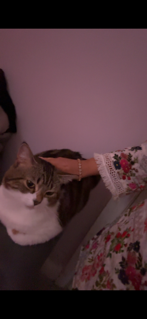 british shorthair male tabby