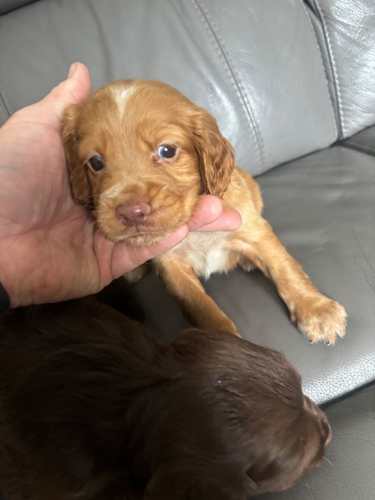 Cocker spaniel puppies for sale 
