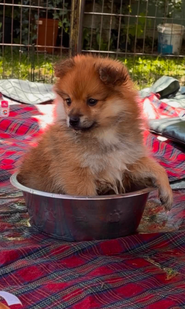German spitz puppy 