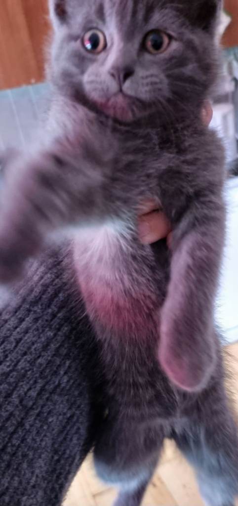 Two male kittens for sale (Tuxedo & Ragdoll)