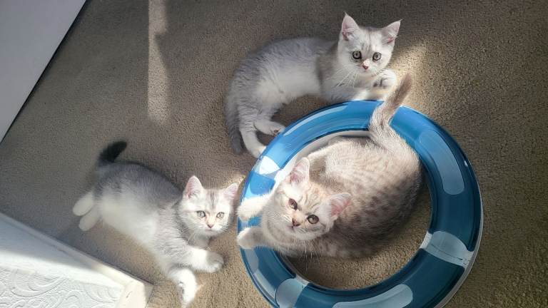 Adorable British  Shorthair kittens