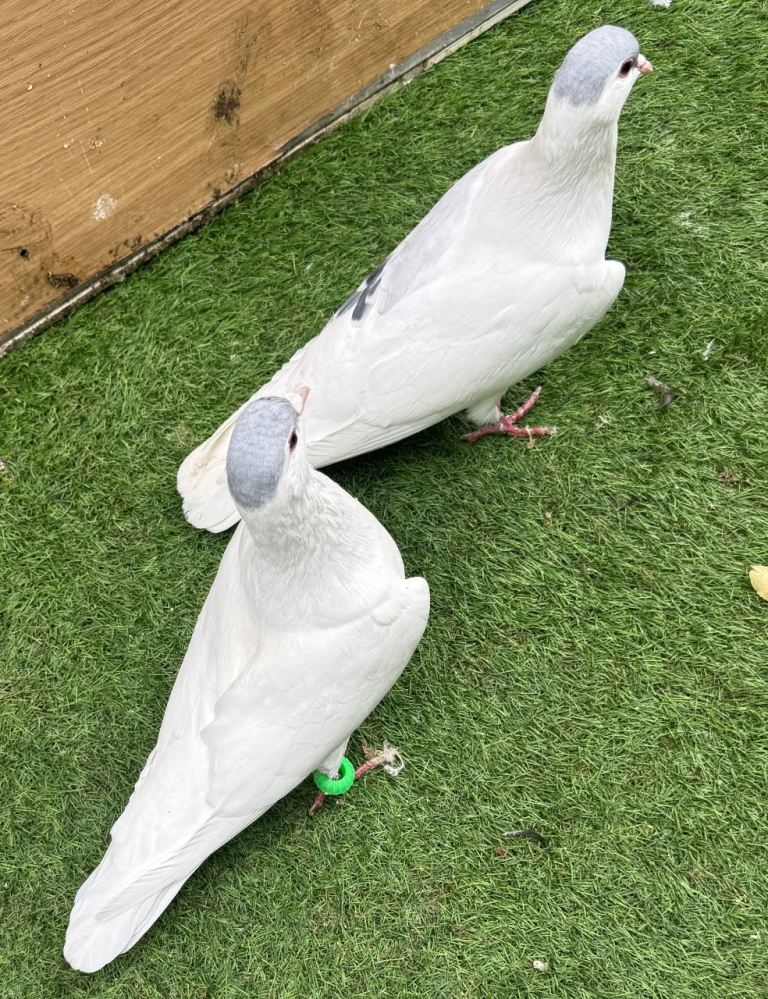Afghan pigeons for sale