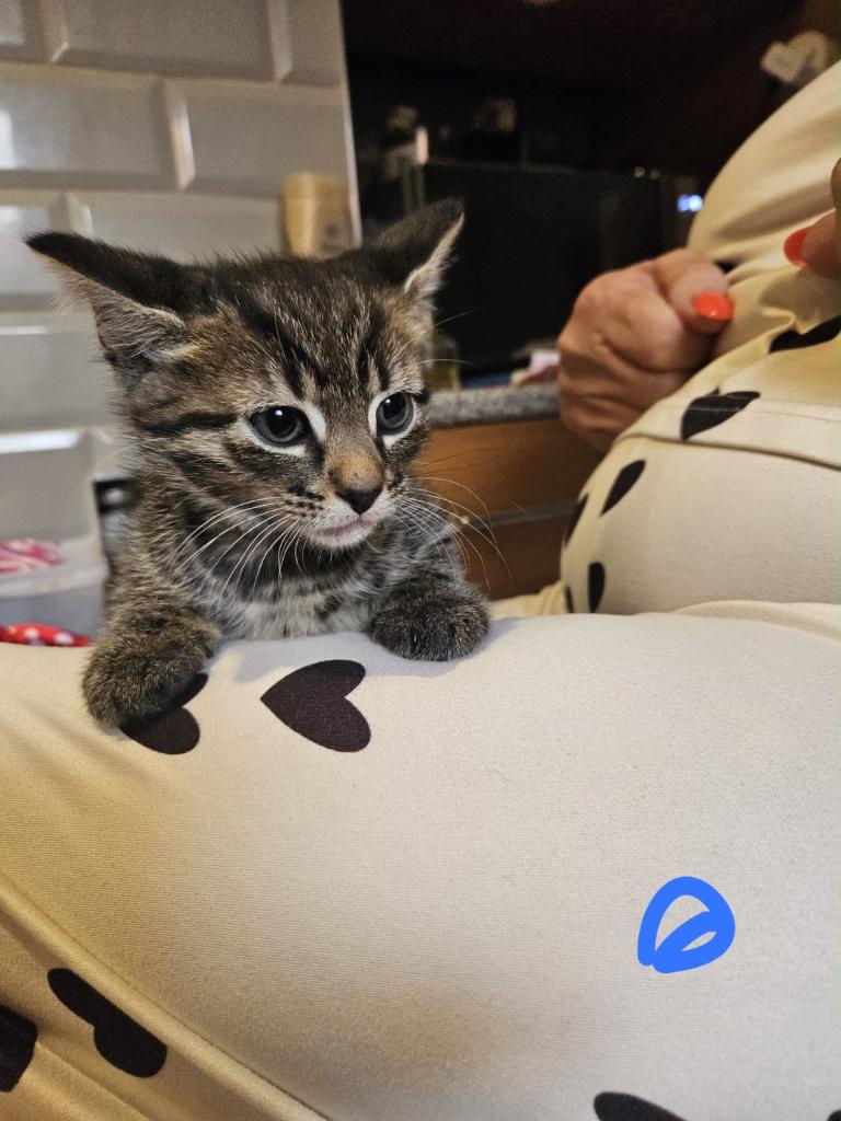 Beautiful tabby kittens