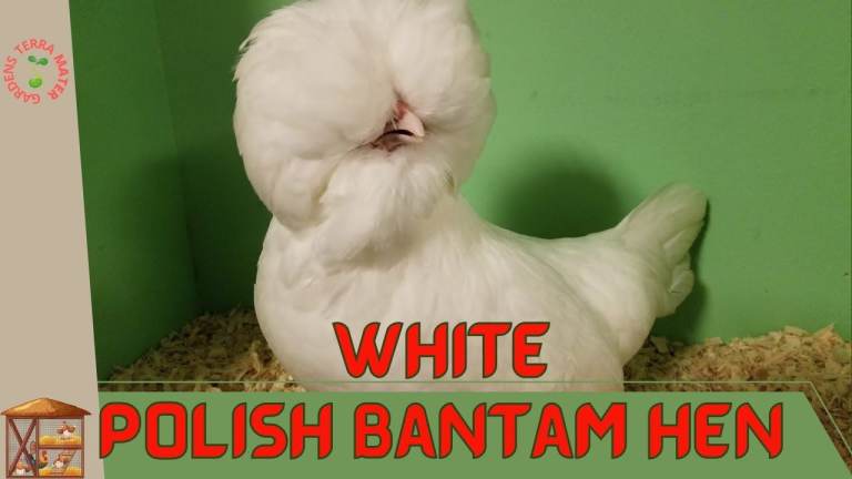 Polish bantam hen - laying egg
