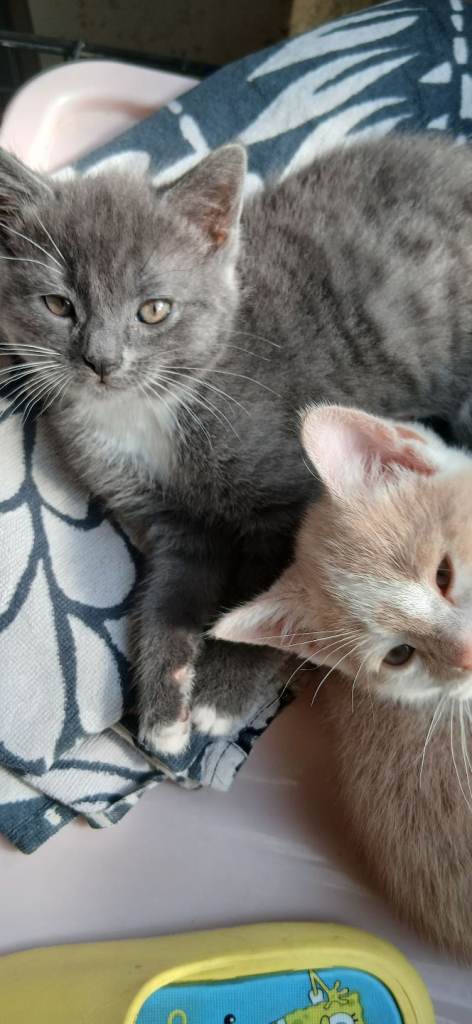 Kittens