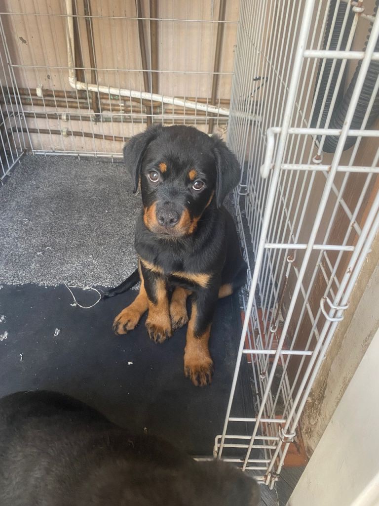 Puppies Rottweiler 