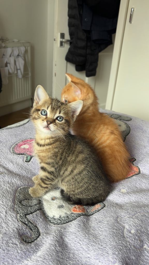 Tabby kitten for sale