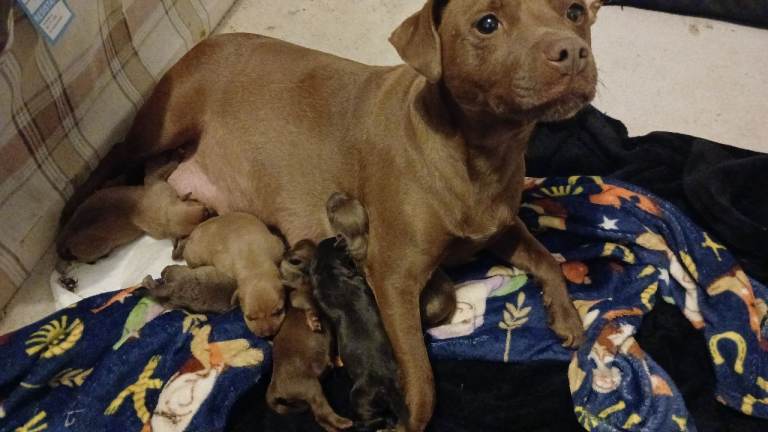 Staffordale terriers 