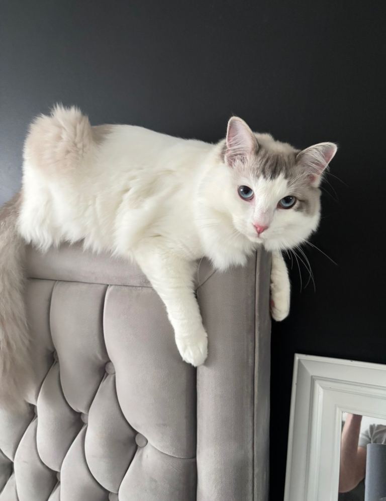 1 year old Ragdoll boy 💚