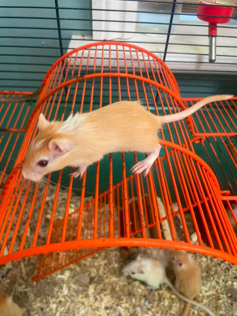 Young gerbils
