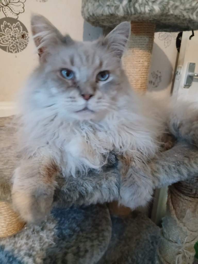 Maine Coon Cat Big And Beautiful 