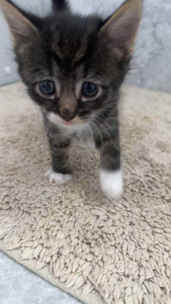 Gorgeous kittens for sale 