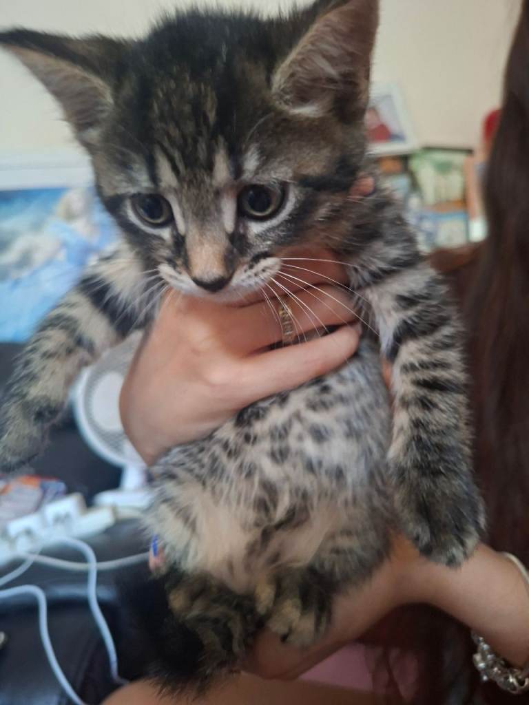 6 week old kittens