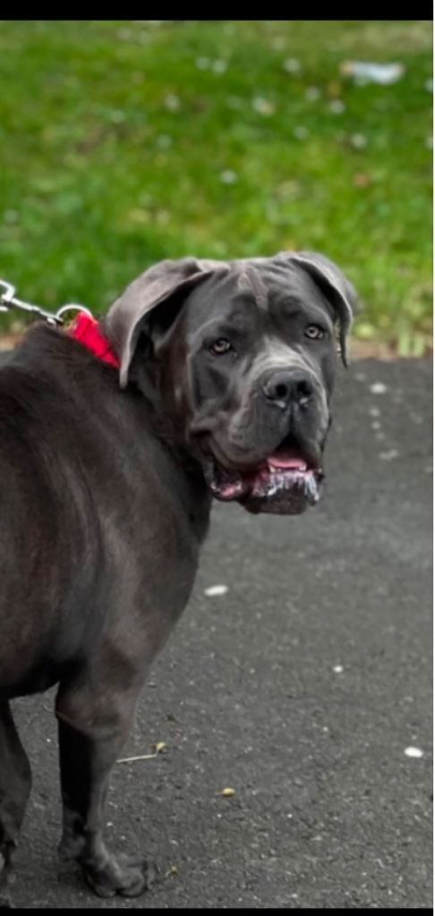 Cane corso pure breed