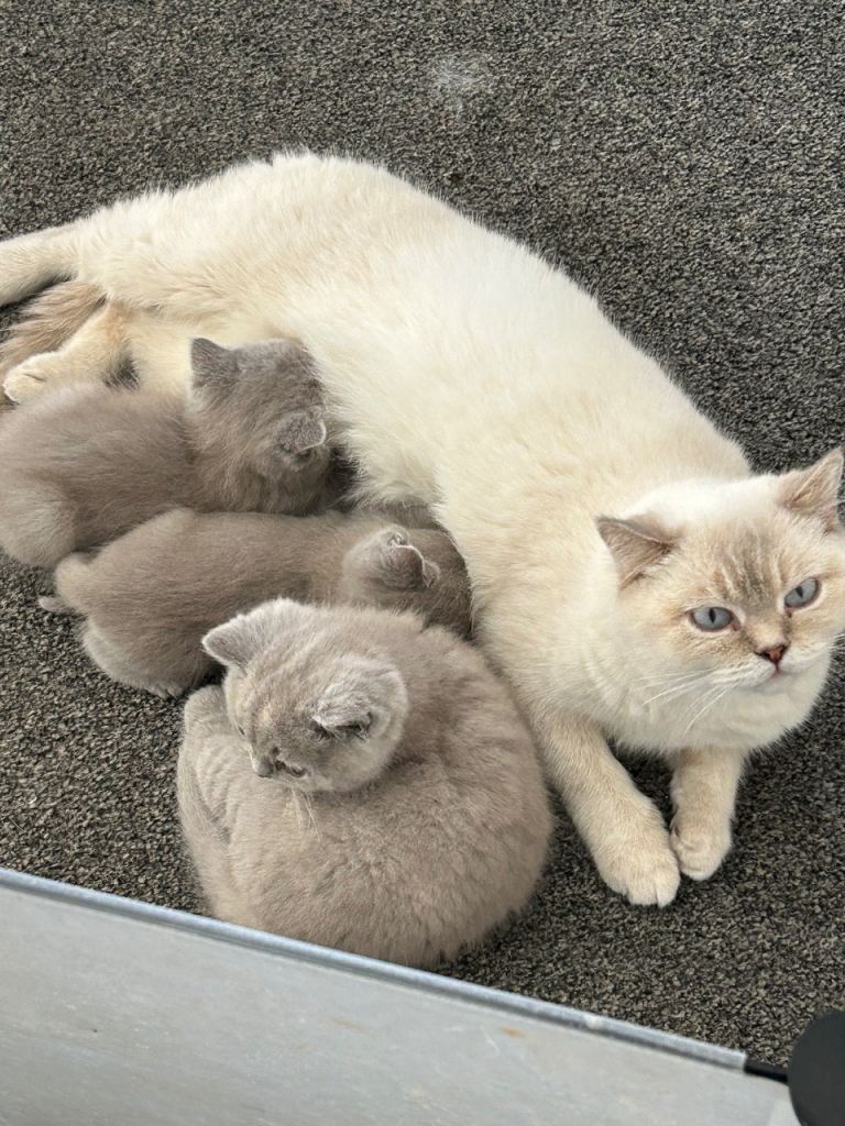 Beautiful British shorthair kittens 