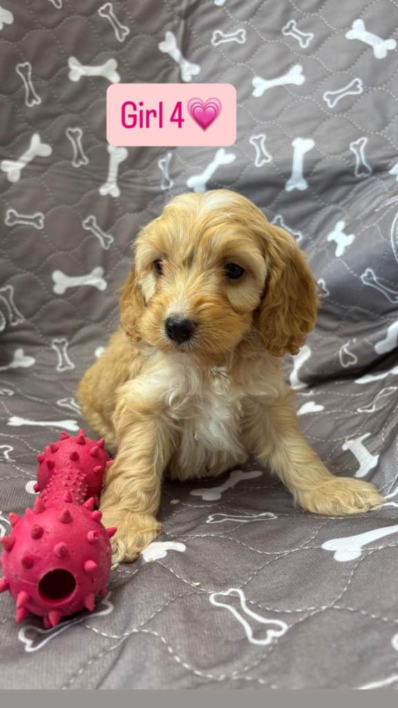 Toy cockapoo puppys