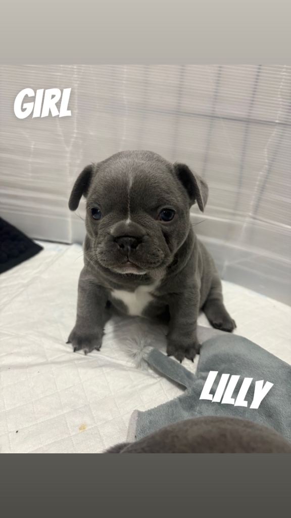 French Bulldog Puppies