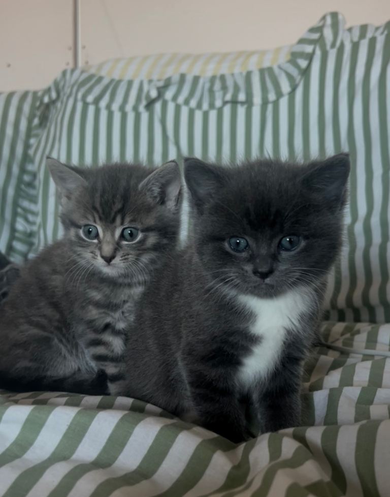 Kittens tabby grey 