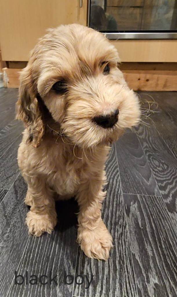 Beautiful F1 Cockapoo Puppies 6girls and 4boys