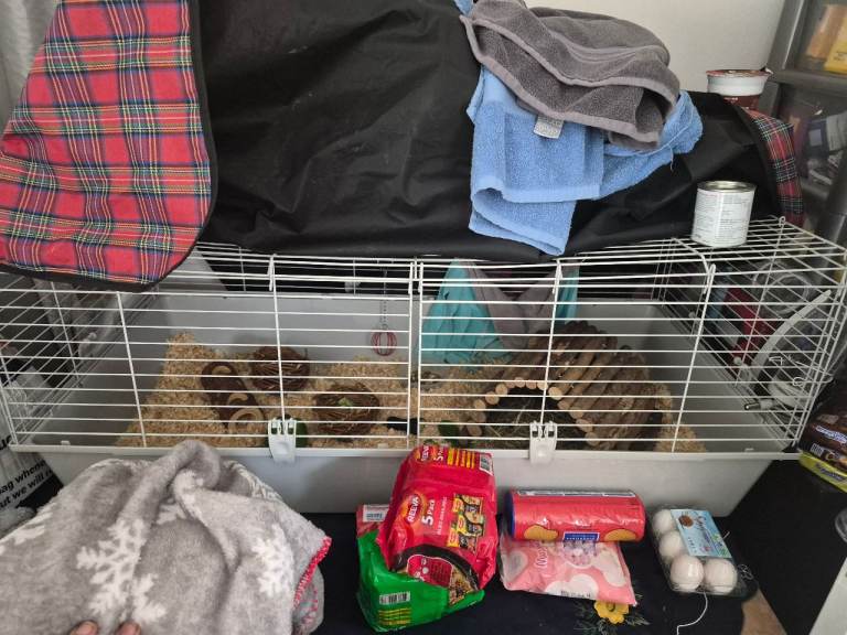Indoor guniea pig cage 