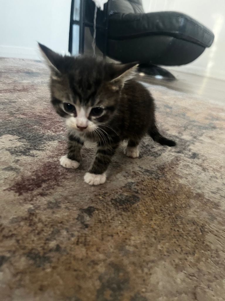 Kittens for sale 