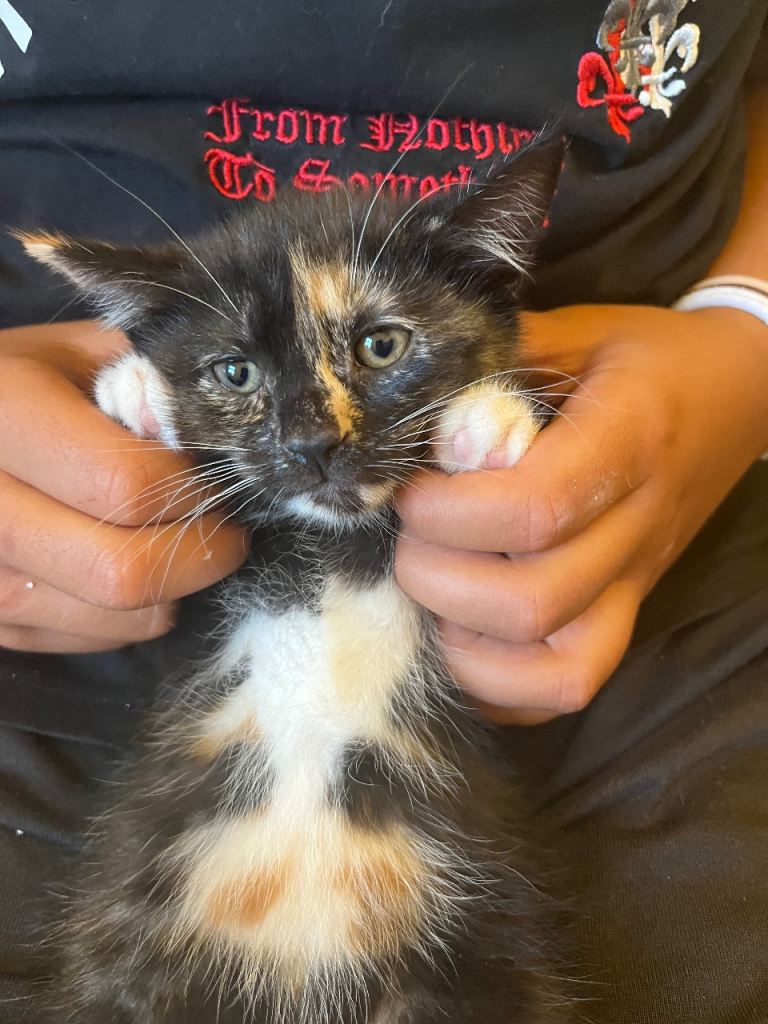 Kittens 