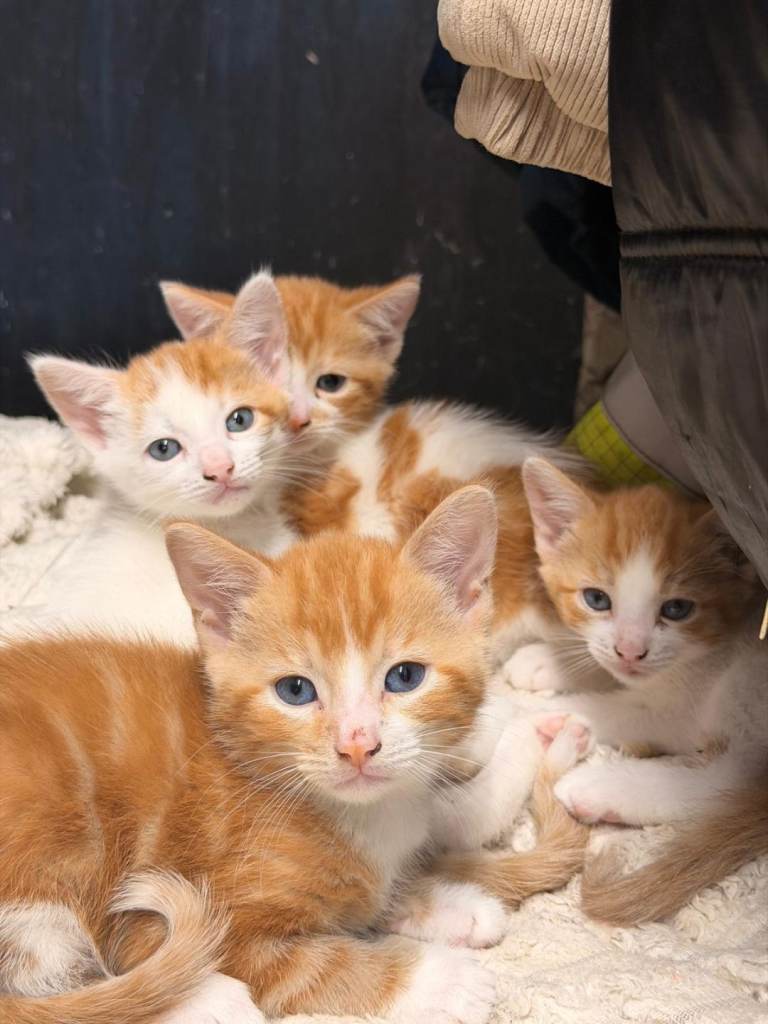 Beautiful kittens 