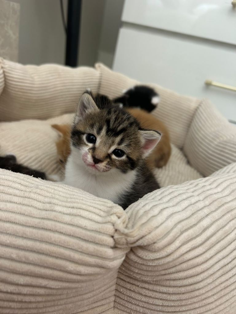 AVAILABLE NOW: MAINE COON MIX KITTENS