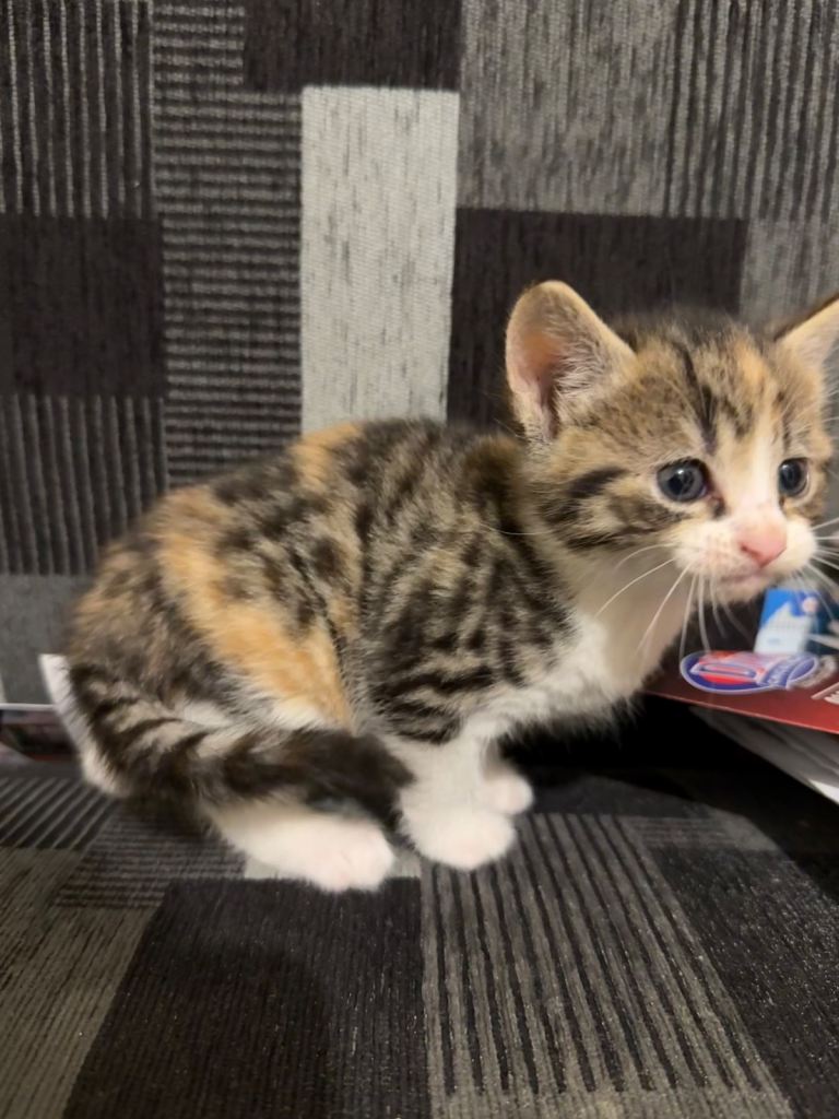 Kittens (currently 5 weeks old) 