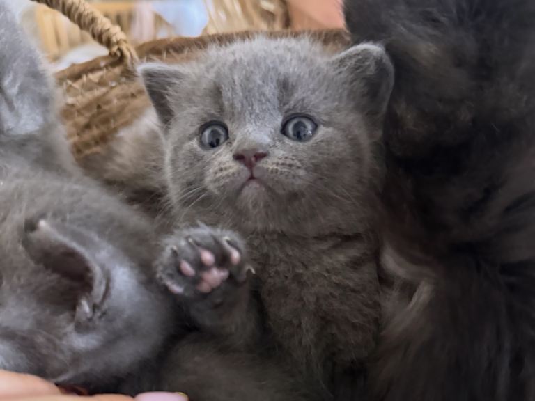 British shorthair kittens - ready to go 3rd October 