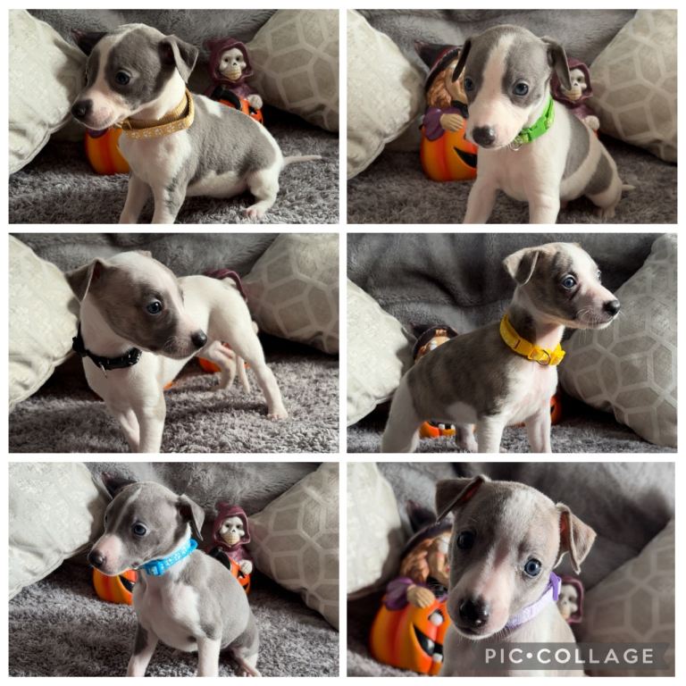 KC registered whippet puppies 