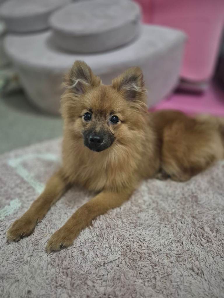 Female fox face Pomeranian puppy