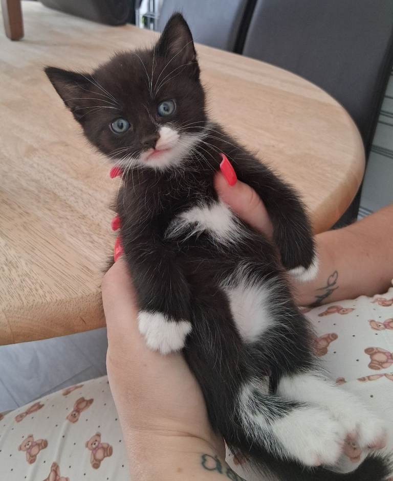 5 Beautiful Kittens 