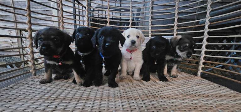 Schnoodle Puppies