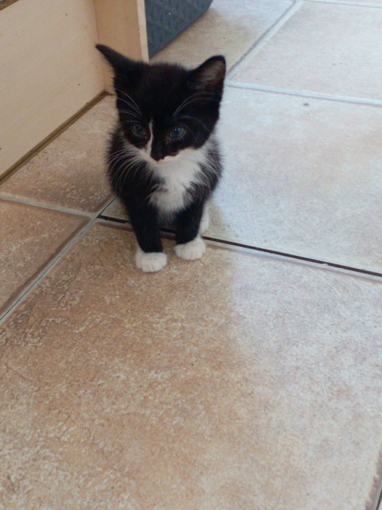 Kittens for sale