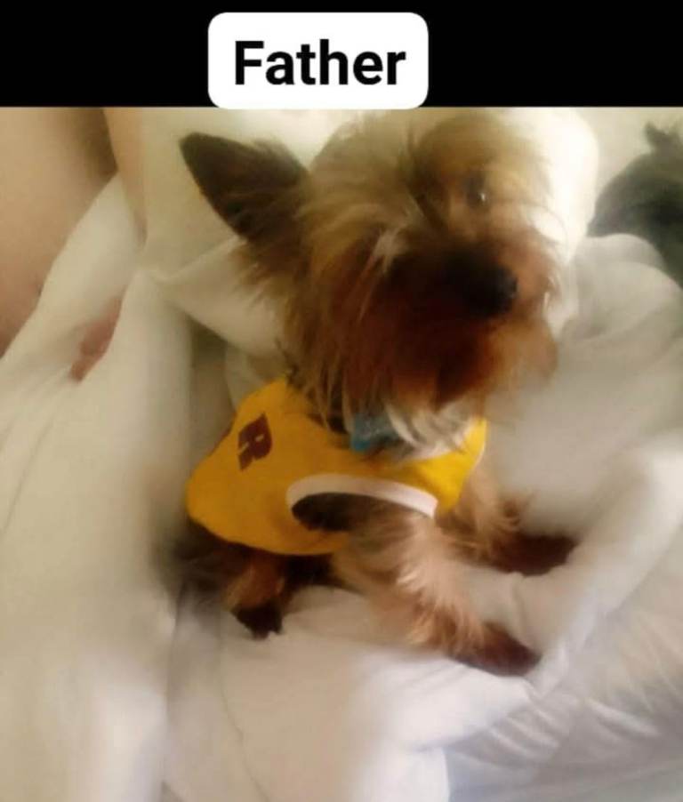 Tea cup yourkshire terriers 