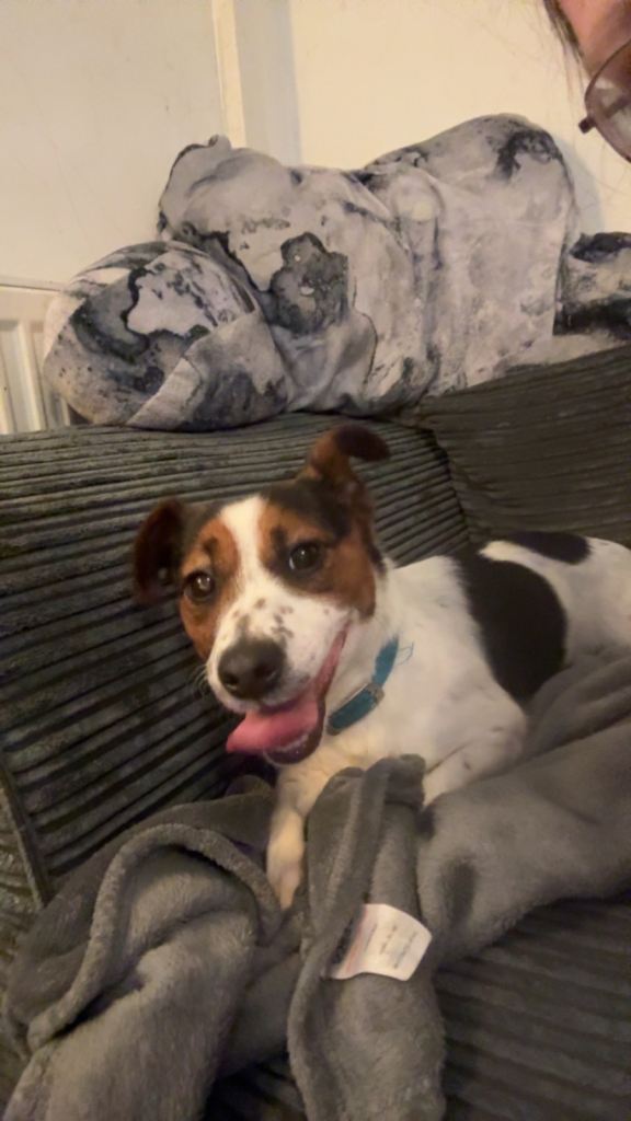 Older puppy