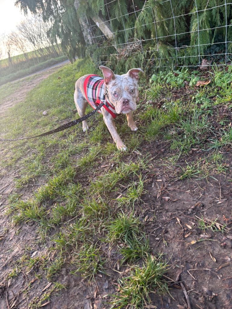Olde English bulldog 