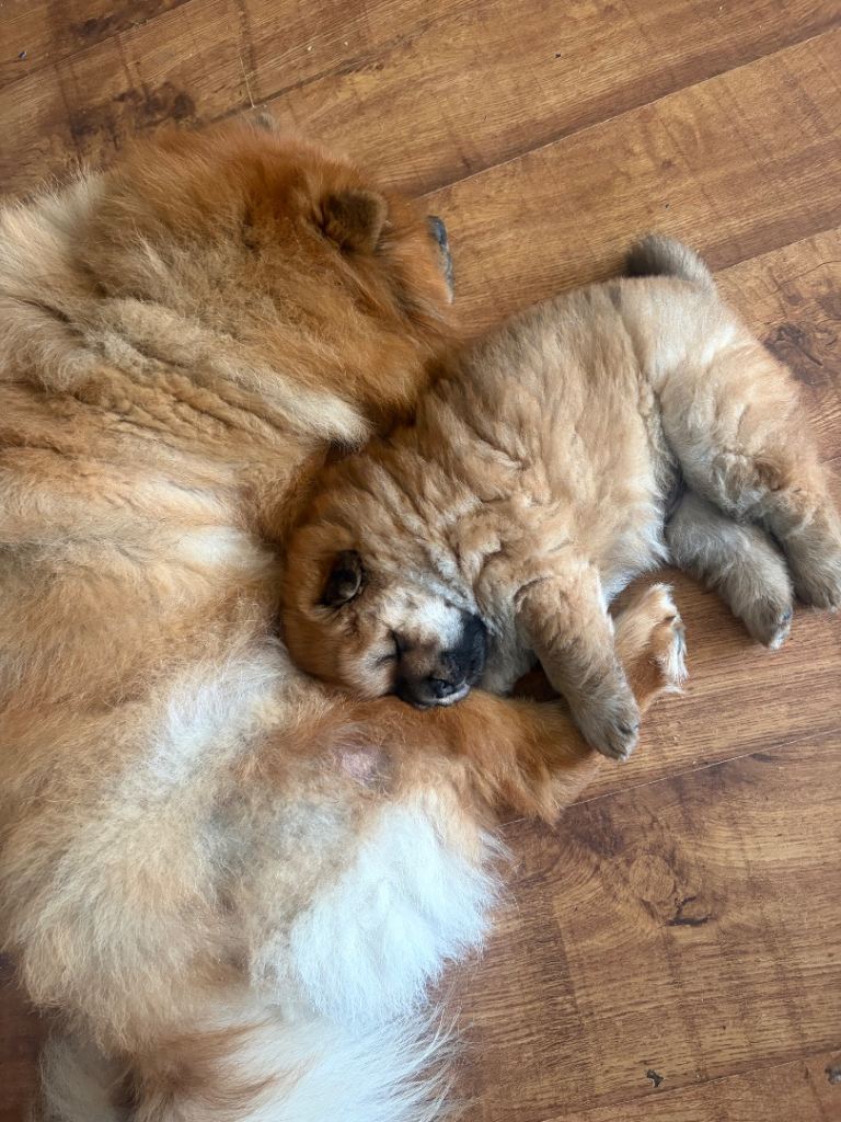 Beautiful Purebred Chow Chow Puppy – Loving Family Home Wanted 🐻❤️