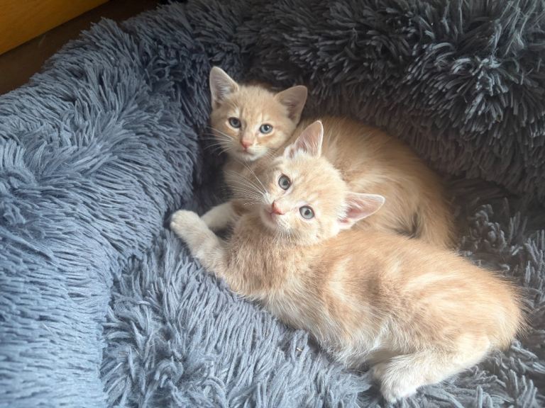 Gorgeous ginger Kittens 😻😻