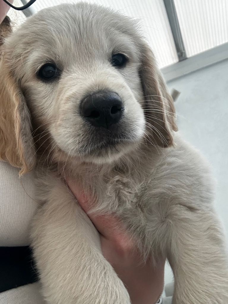*2 KC Golden retriever girls ready to leave NOW!*