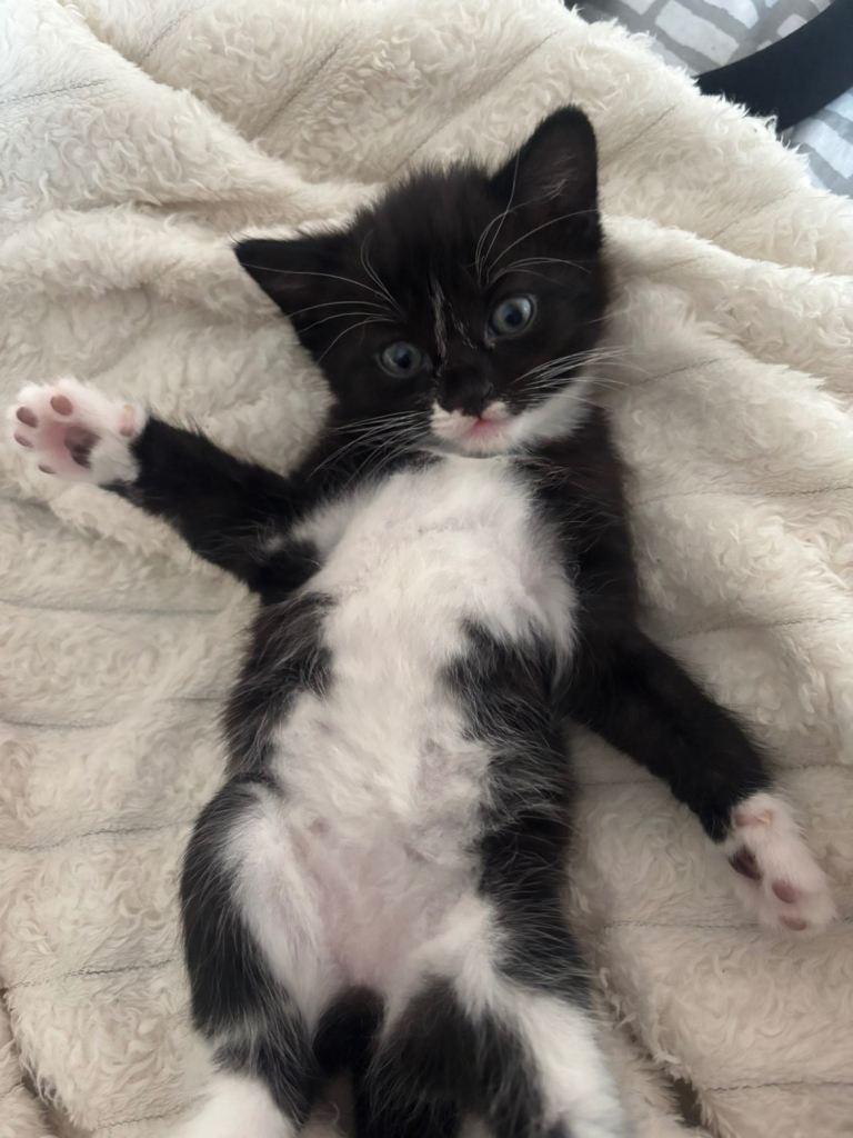 Kitten 