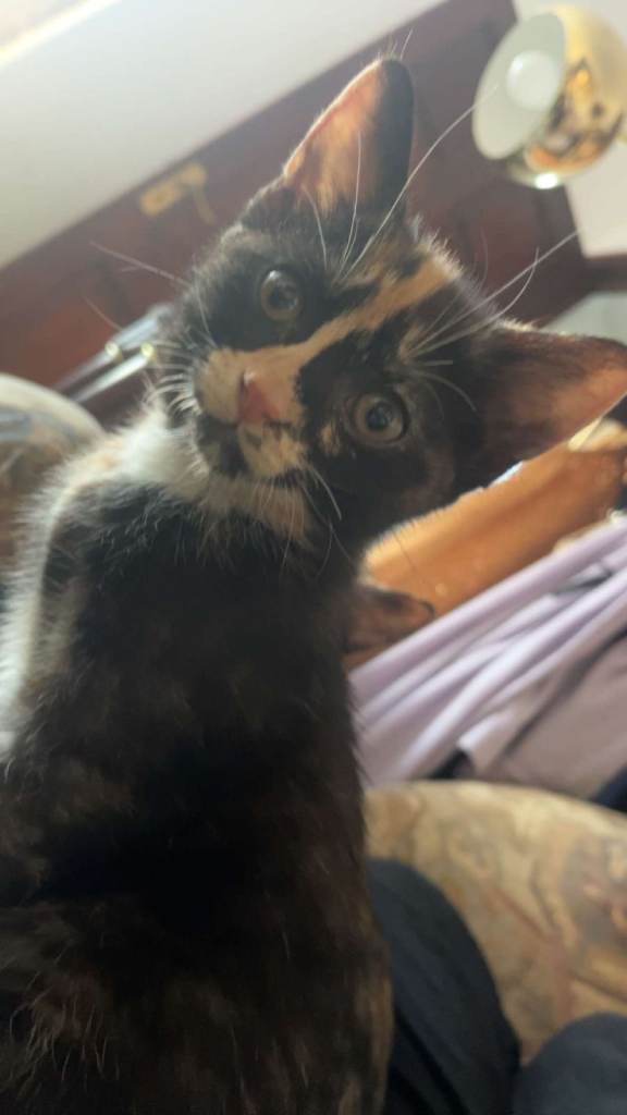 Rodricka the purrr machine,  adorable tortoiseshell looking for her forever home!!! 