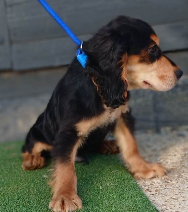 Cocker spaniels 