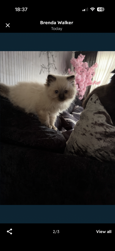  RAGDOLL Kittens for sale 