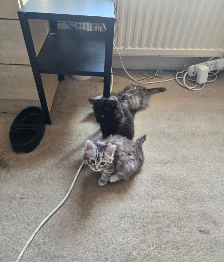 3 lovely kittens ready to.find theyr forever home