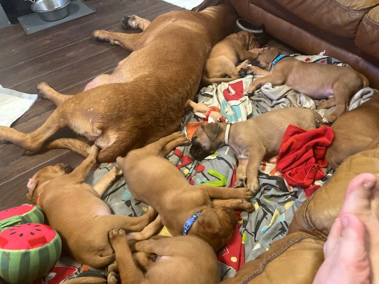 Dogue de Bordeaux puppies